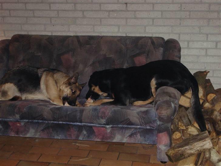 Schæferhund Molly - Molly og Kenzo hygger i deres sofa med ben billede 4