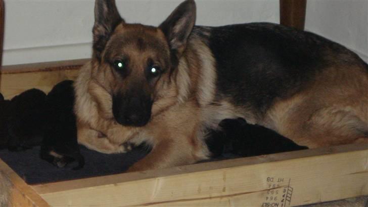 Schæferhund Molly - Molly med hendes hvalpe billede 5