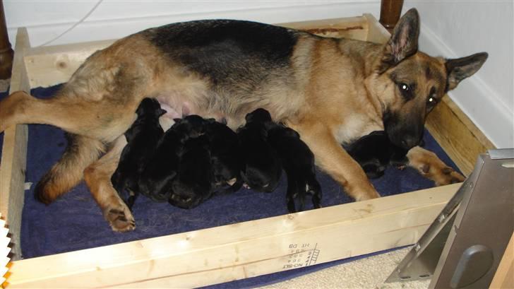 Schæferhund Molly billede 6