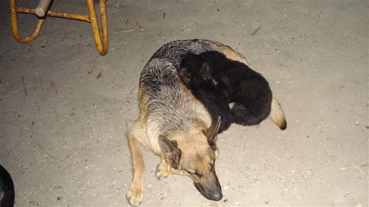 Schæferhund Molly - Molly er blevet træt billede 7