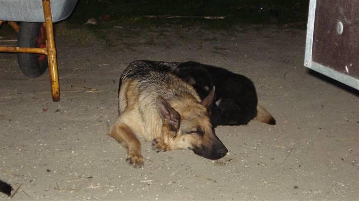 Schæferhund Molly - Og stadig træt billede 8