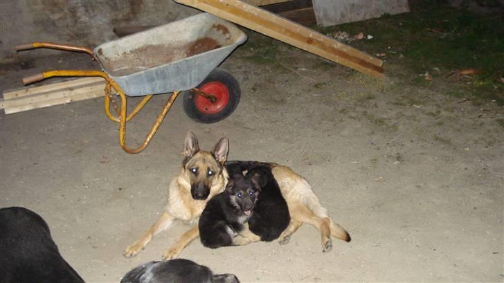 Schæferhund Molly - Men kan godt lige kigge op lidt  billede 9