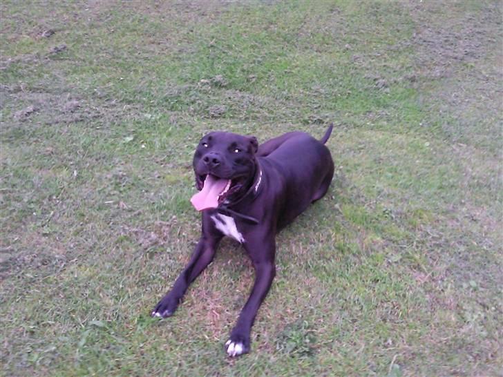 Amerikansk staffordshire terrier Chico billede 15