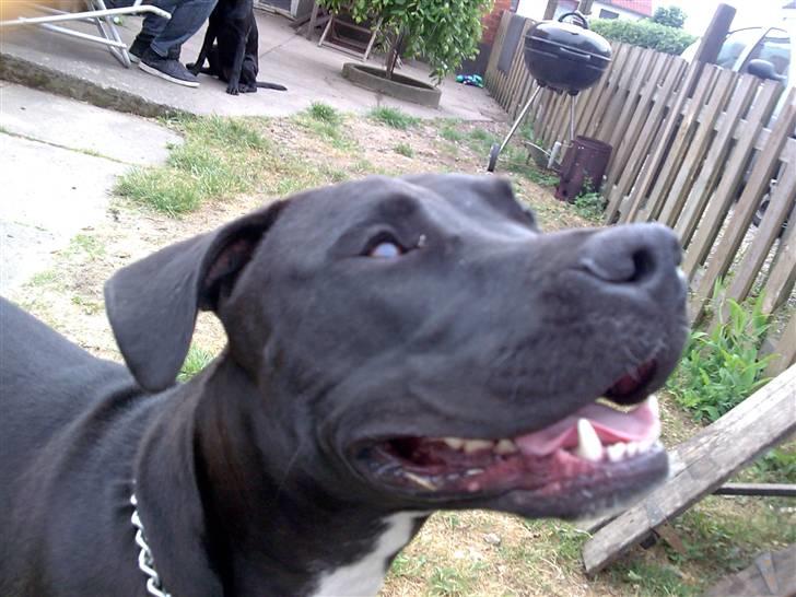 Amerikansk staffordshire terrier Chico billede 16