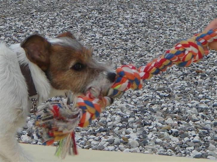 Parson russell terrier » Haldumlunds † Cassi † « - Jeg er stærkere end dig!! (o: billede 18