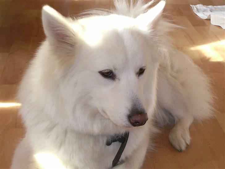 Samojedhund Tøsen billede 1