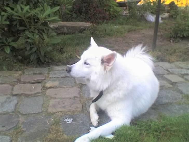 Samojedhund Tøsen billede 2