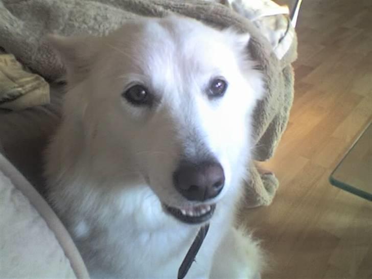 Samojedhund Tøsen billede 3