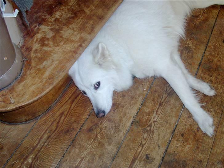 Samojedhund Tøsen billede 4