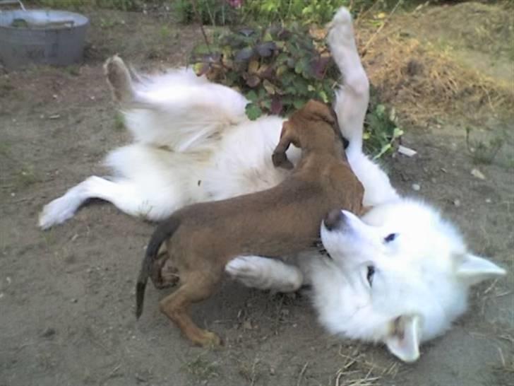 Samojedhund Tøsen billede 5