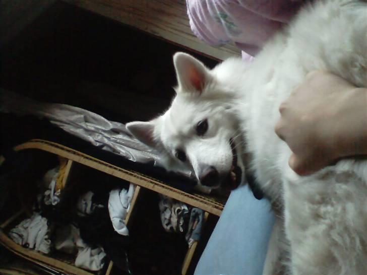 Samojedhund Tøsen billede 6