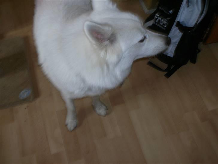 Samojedhund Tøsen billede 7