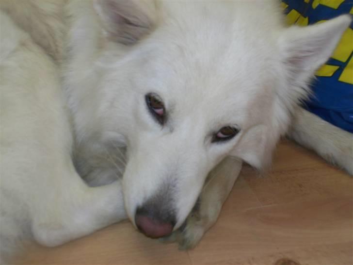 Samojedhund Tøsen billede 8