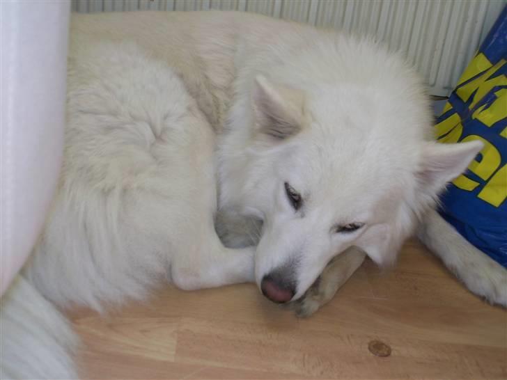 Samojedhund Tøsen billede 9