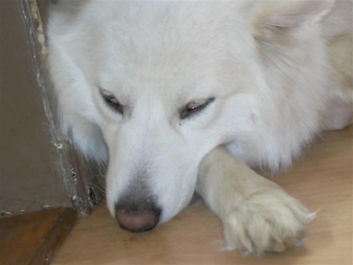 Samojedhund Tøsen billede 10