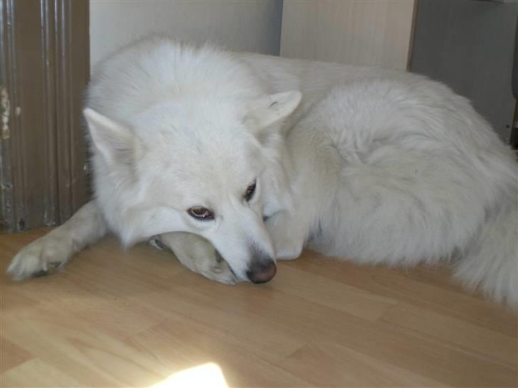 Samojedhund Tøsen billede 11