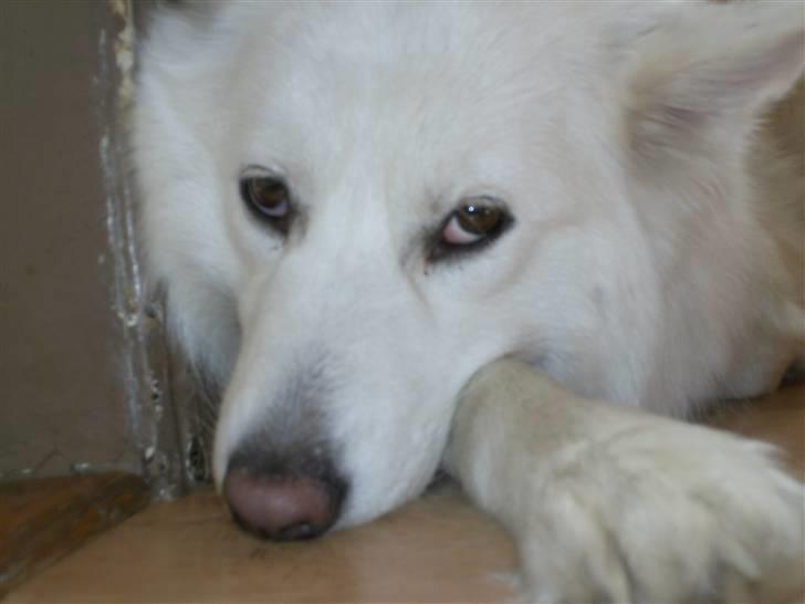 Samojedhund Tøsen billede 12