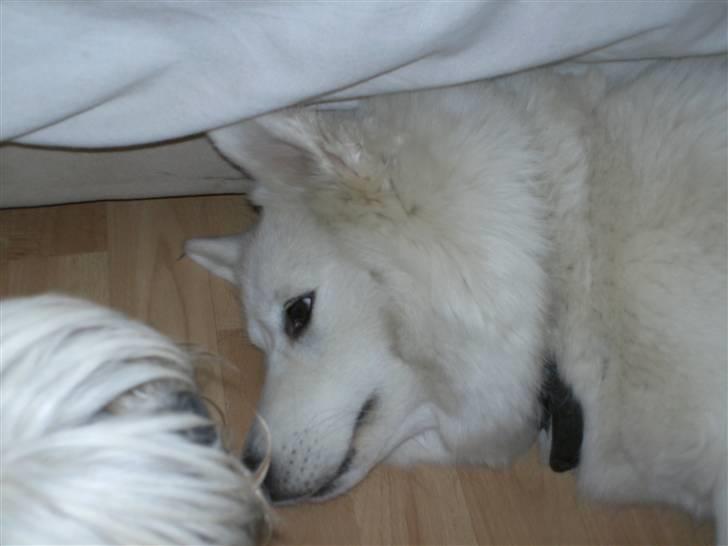 Samojedhund Tøsen billede 13