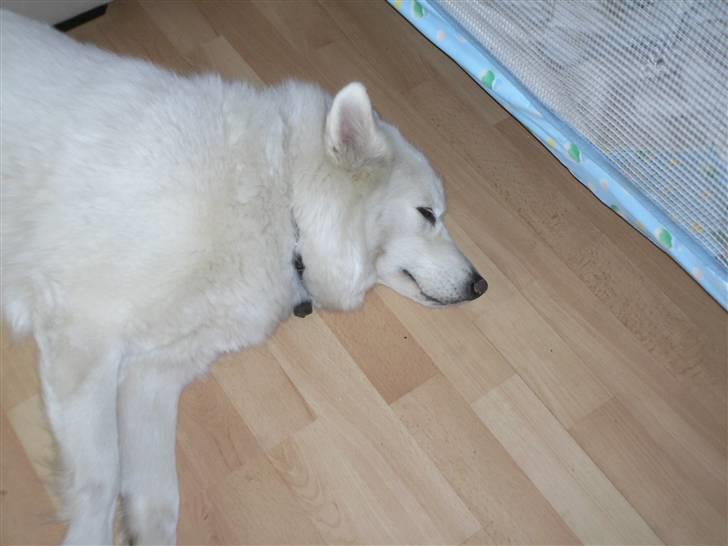 Samojedhund Tøsen billede 14