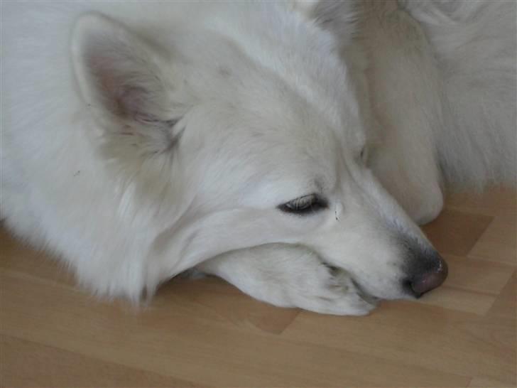 Samojedhund Tøsen billede 15