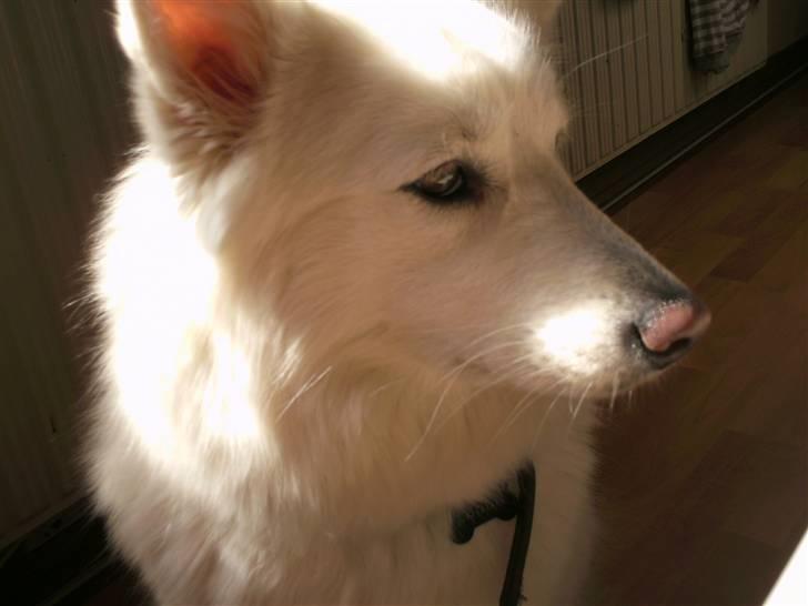 Samojedhund Tøsen billede 16