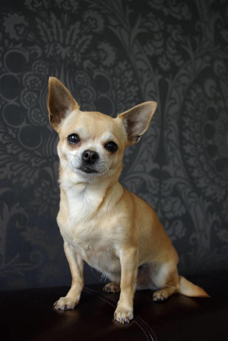 Chihuahua <3 Kaja <3 billede 1