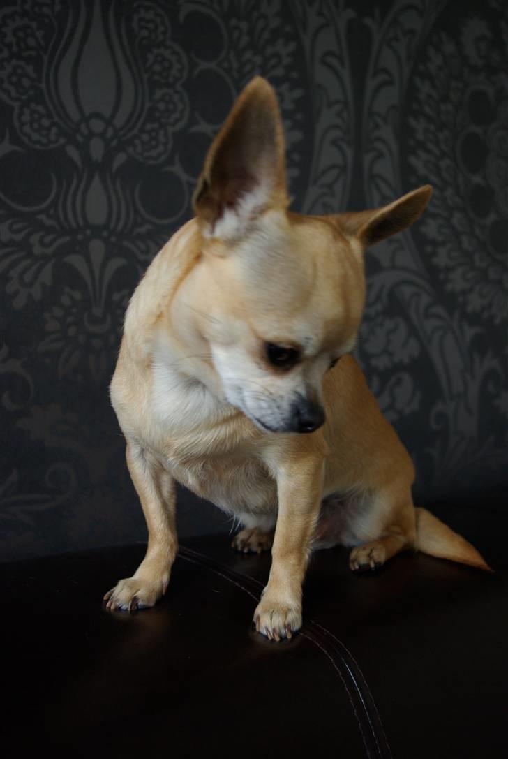 Chihuahua <3 Kaja <3 billede 2