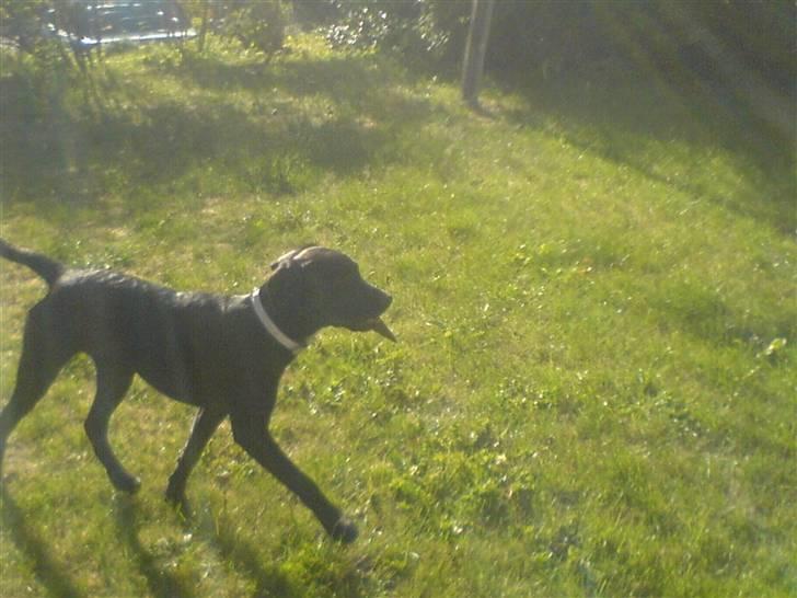 Blanding af racer Chilli billede 15