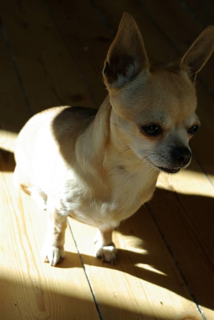 Chihuahua <3 Kaja <3 billede 3