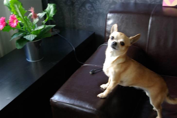 Chihuahua <3 Kaja <3 billede 4