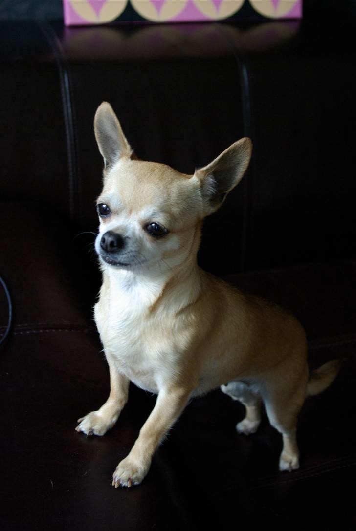 Chihuahua <3 Kaja <3 billede 5