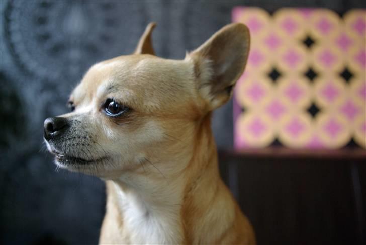 Chihuahua <3 Kaja <3 billede 6