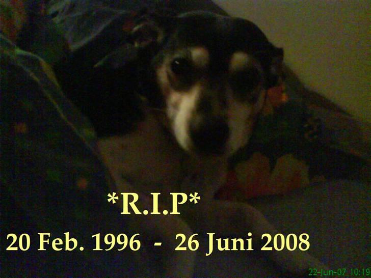 Dansk svensk gaardhund Plet *R.I.P* billede 1