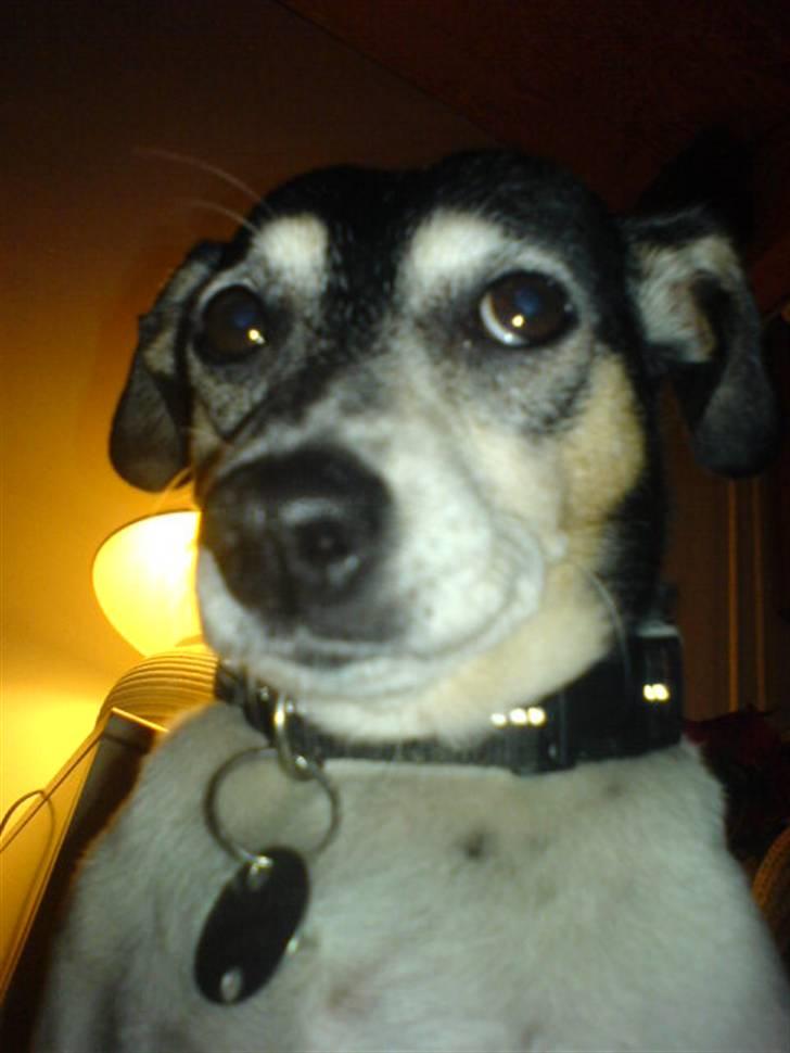 Dansk svensk gaardhund Plet *R.I.P* billede 2