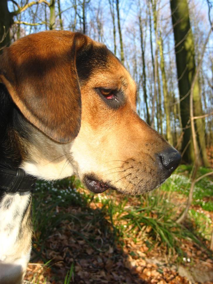 Blanding af racer Nuser - April 2009. Næsten lige blevet 1 år. billede 1