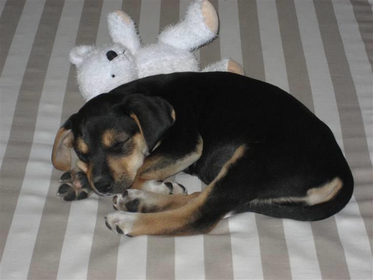 Blanding af racer Nuser - Nuser 8 uger. Er lige kommet hjem til os. billede 2