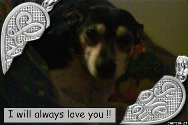 Dansk svensk gaardhund Plet *R.I.P* billede 4