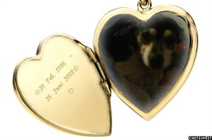 Dansk svensk gaardhund Plet *R.I.P* billede 5