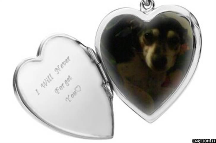 Dansk svensk gaardhund Plet *R.I.P* billede 6