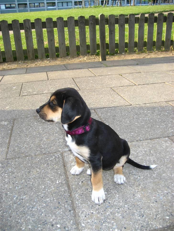 Blanding af racer Nuser billede 3