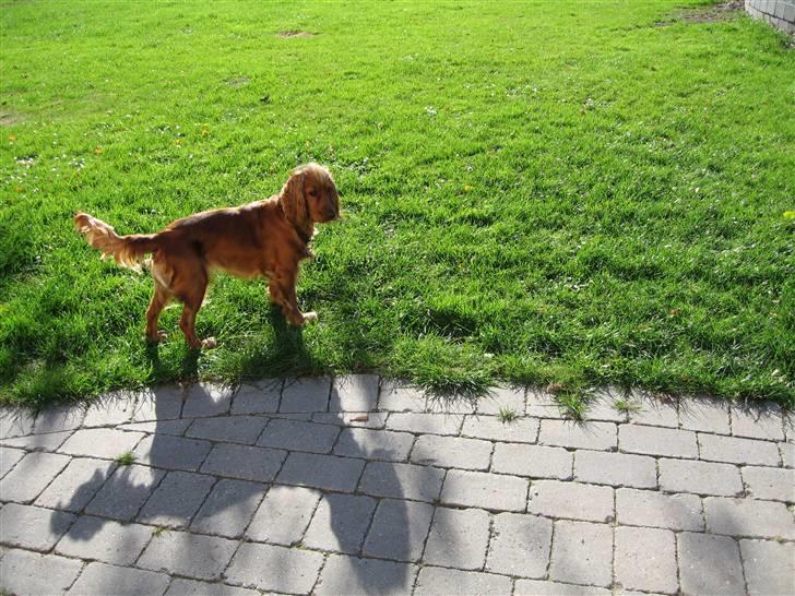 Cocker spaniel Molly billede 1