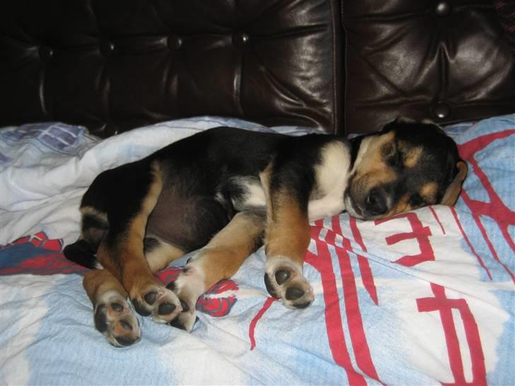 Blanding af racer Nuser billede 4