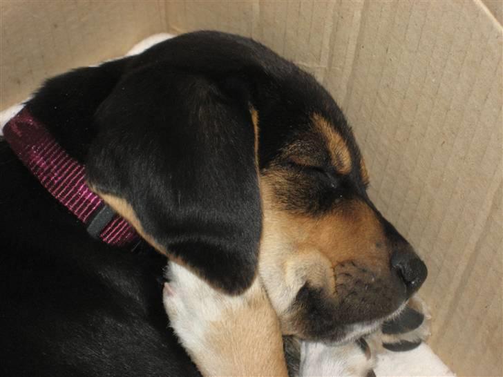 Blanding af racer Nuser billede 5