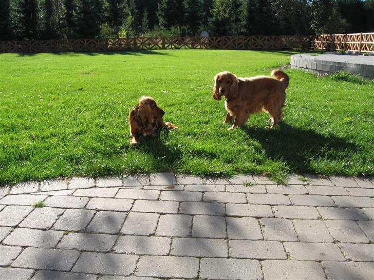 Cocker spaniel Molly billede 2