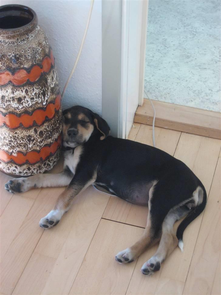 Blanding af racer Nuser - Jeg sover de mærkeligste steder. billede 6