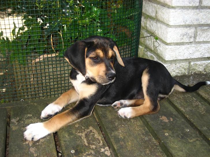 Blanding af racer Nuser billede 7