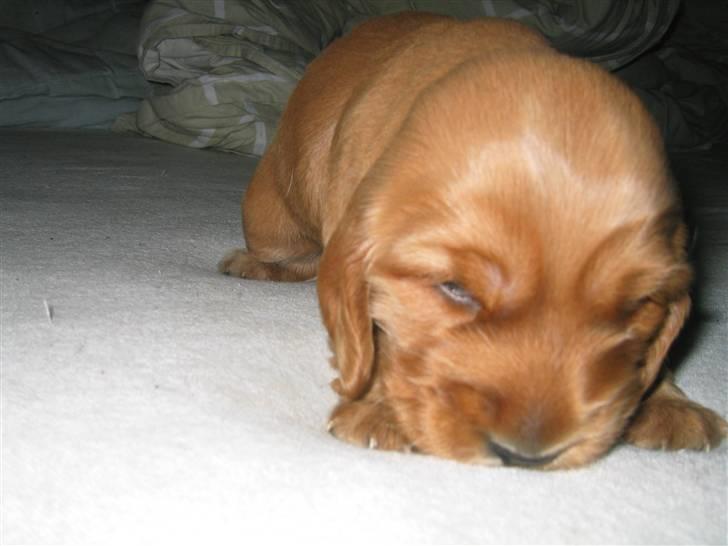 Cocker spaniel Molly billede 3