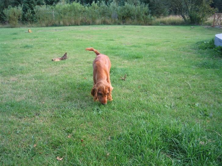 Cocker spaniel Molly billede 4