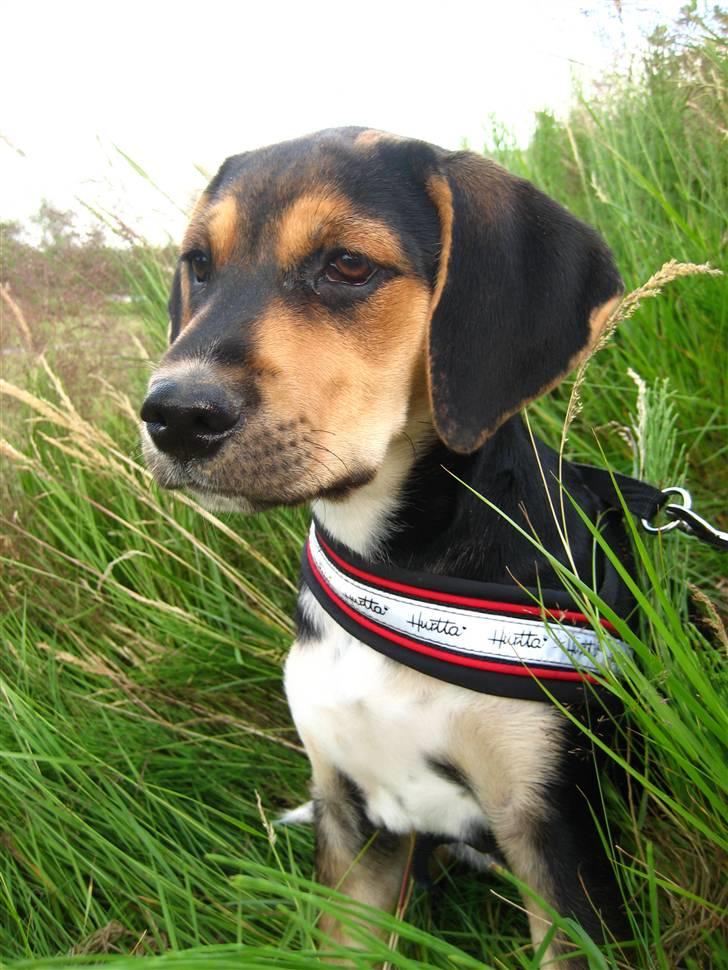 Blanding af racer Nuser - Nuser kigger på Sct. Hans-bål. Næsten 14 uger. billede 8