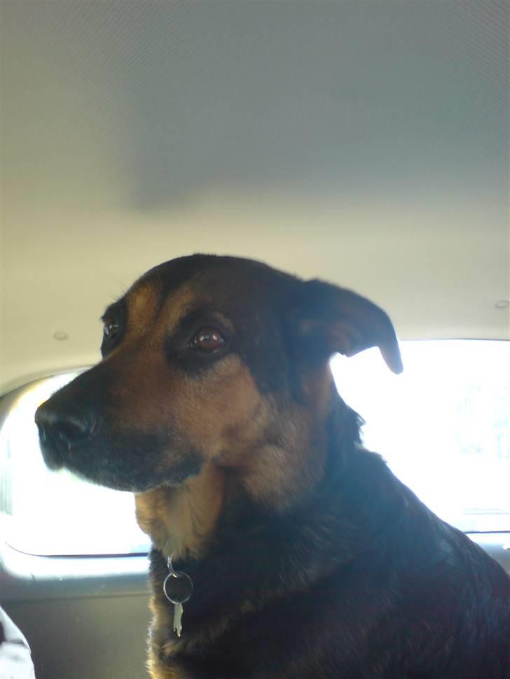 Blanding af racer Line *R.I.P* billede 1